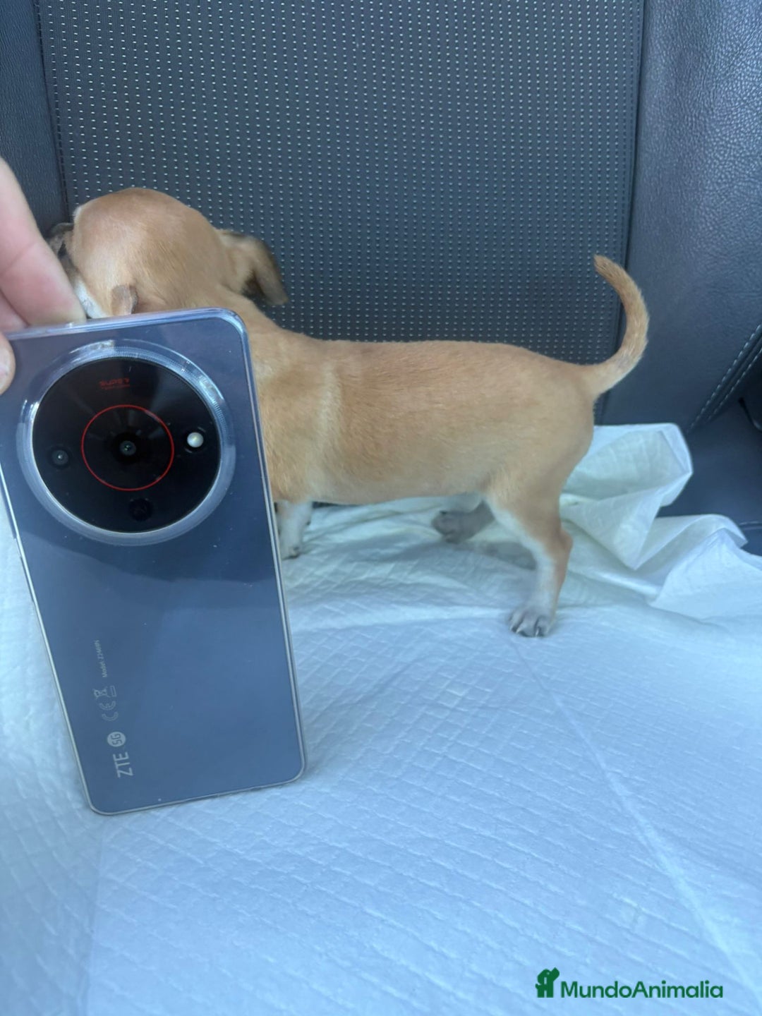 Chihuahua perros en venta: Chihuahua toy hembra - Anuncio 4