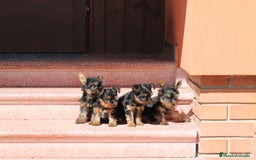 Yorkshire Terrier perros en venta: CACHORROS DE YORKSHIRE  - Imagen 2
