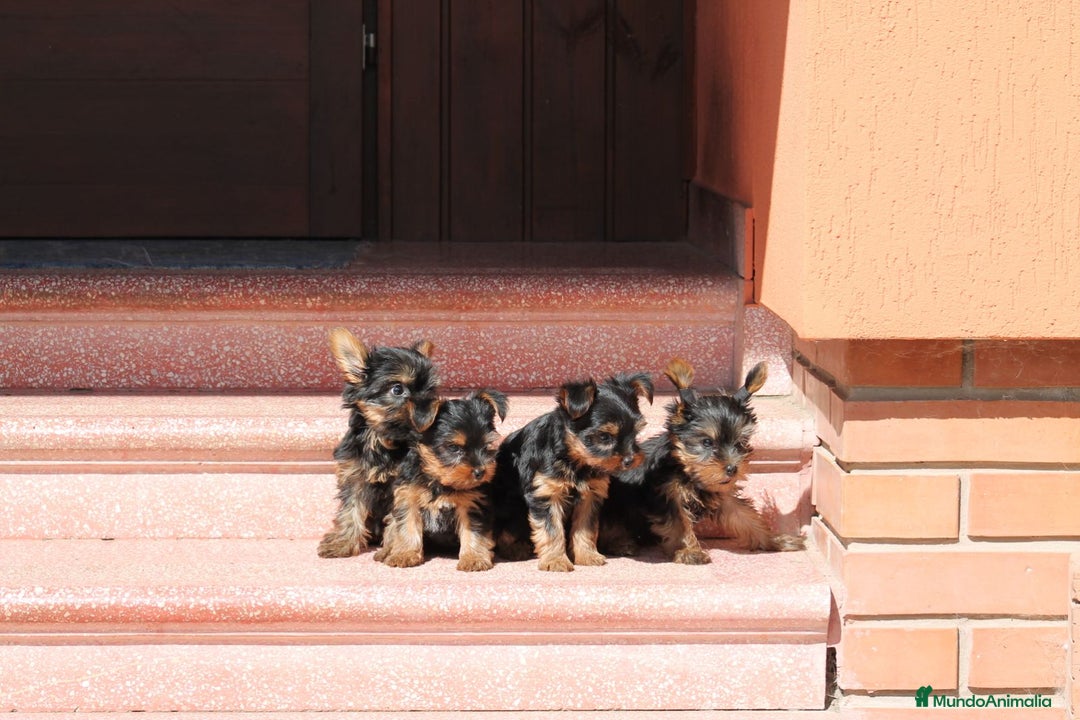 Yorkshire Terrier perros en venta: CACHORROS DE YORKSHIRE  - Imagen 2