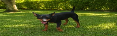 Pinscher Miniatura 1