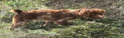 Épagneul Breton perros en venta: Epagneul breton - Anuncio 1