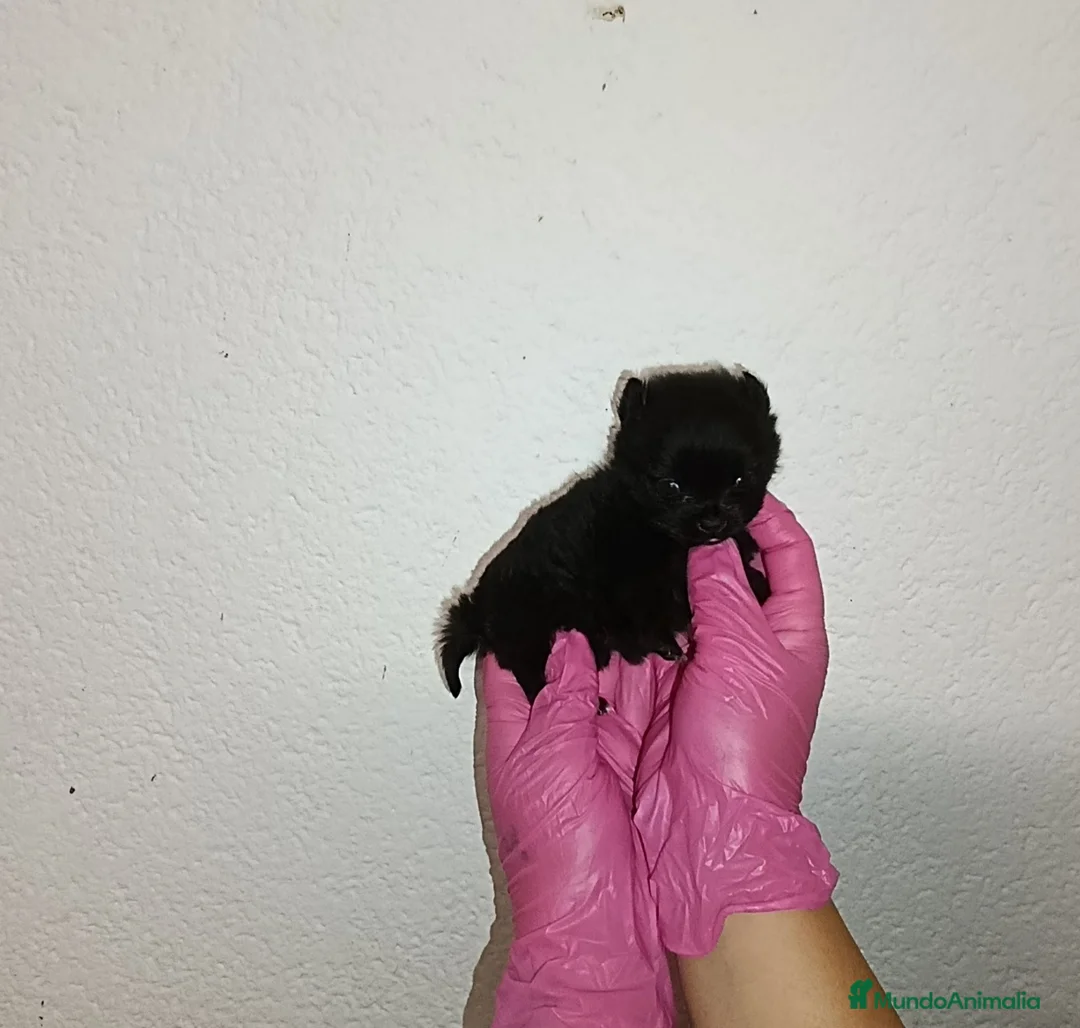 Pomerania perros en venta: Pomerania super pequeña  - Anuncio 2