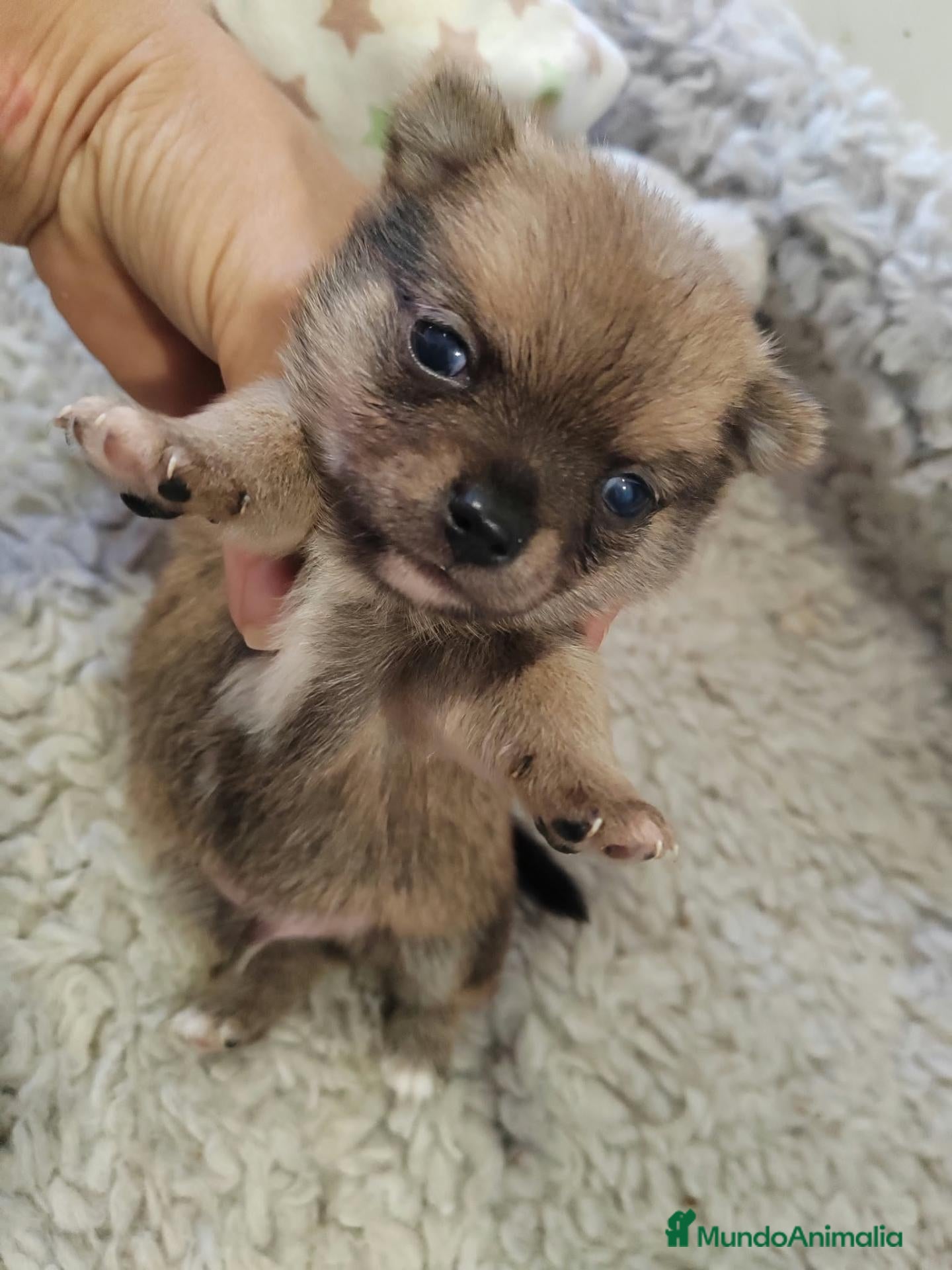 Pomchi perros Pomchi macho - Anuncio 1
