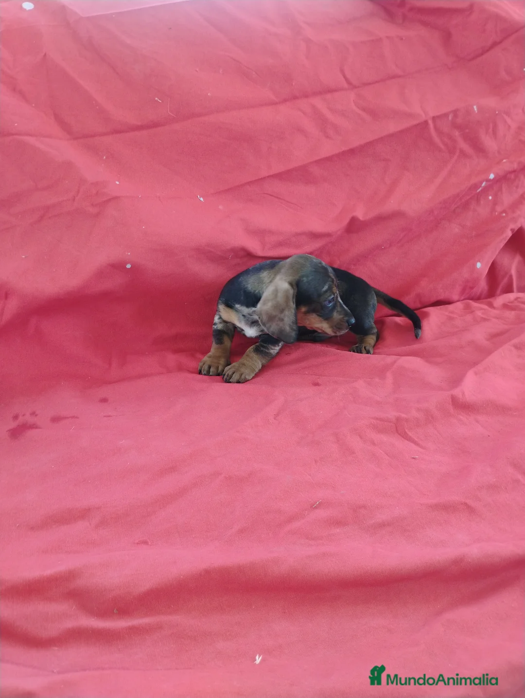 Teckel Miniatura perros en venta: Machito teckel arlequín  - Anuncio 2