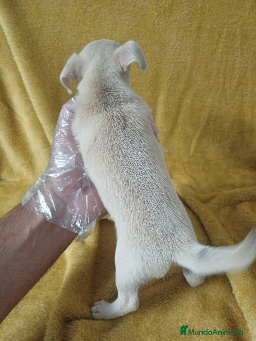 Chihuahua perros en venta: Chihuahua  - Anuncio 5