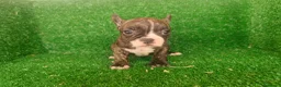 Bulldog Francés perros en venta: Bulldog francés  - Anuncio 23