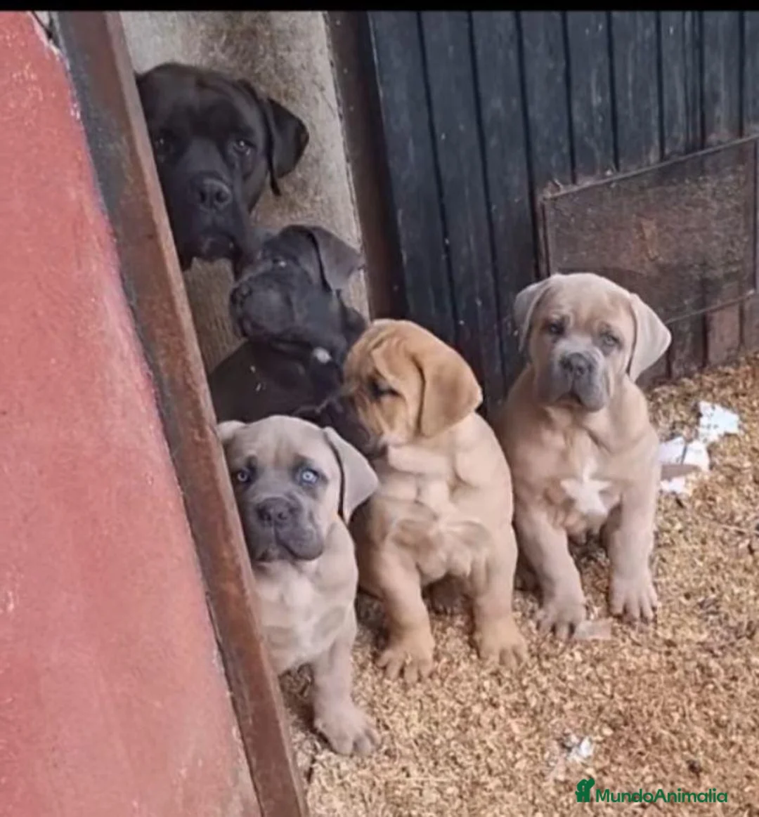 Cane Corso perros en venta: Cane corso  - Anuncio 7