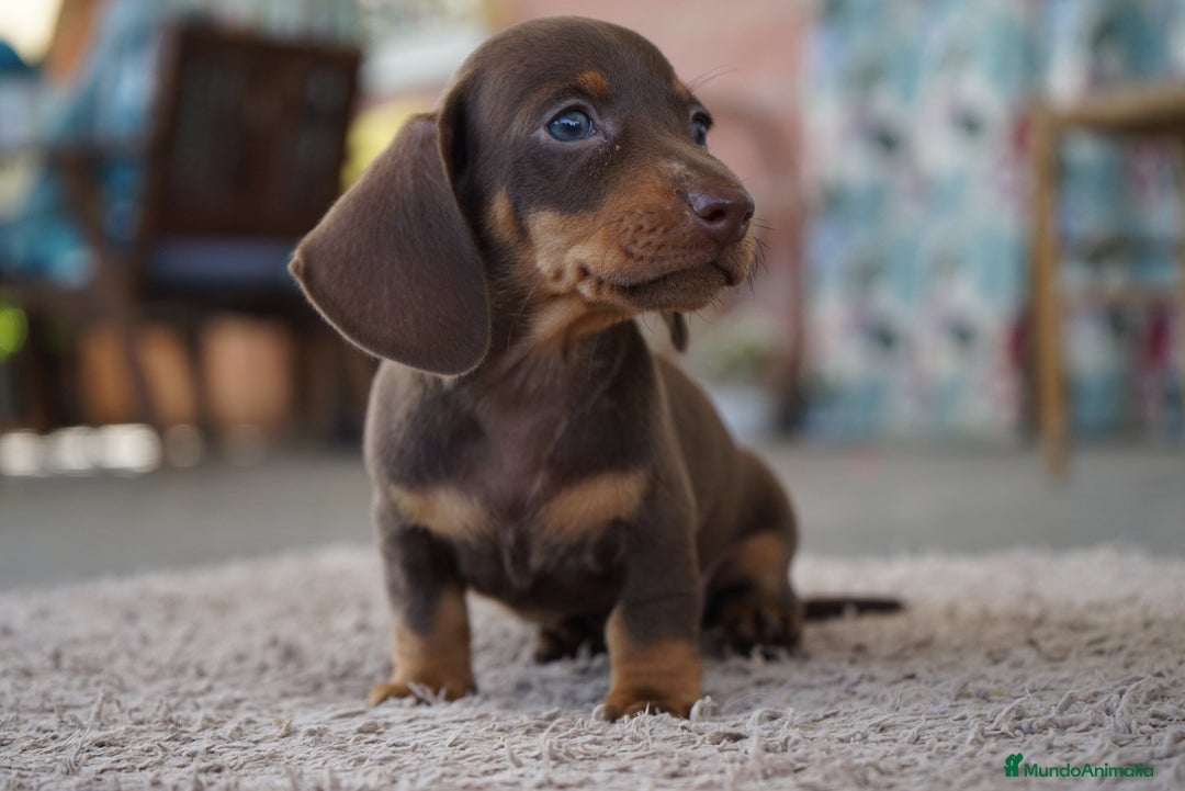 Teckel Miniatura perros en venta: 🌟 FRISCO Y PAO DOS ANIMADOS TECKEL MINIATURA 🌟 - Imagen 4