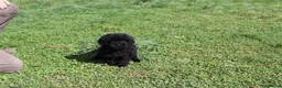Caniche Enano perros en venta: Caniche negro macho - Anuncio 4