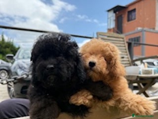 Caniche Toy perros - Anuncio 15