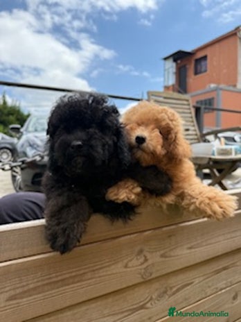 Caniche Toy perros - Anuncio 15