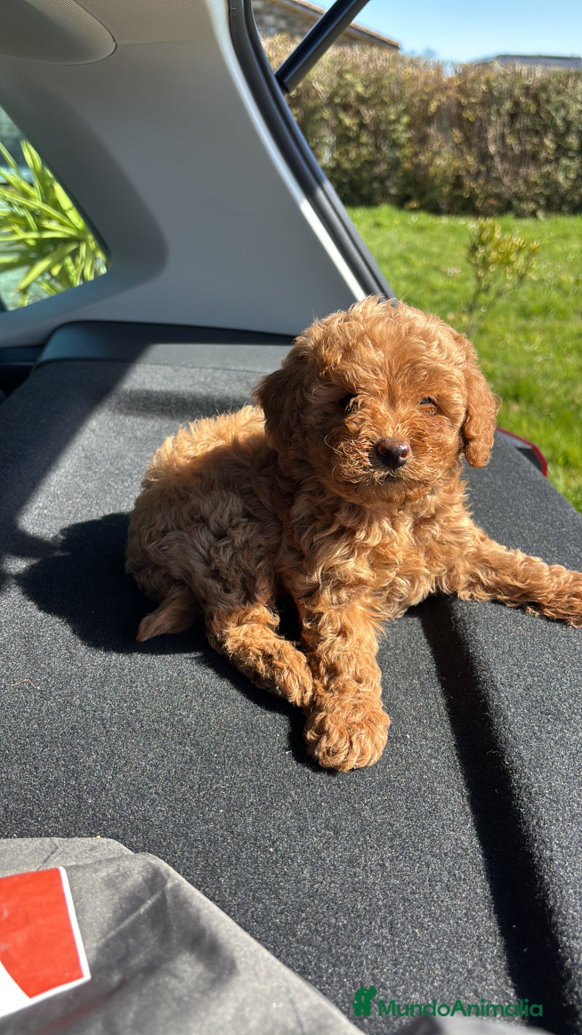 Caniche Toy perros caniche toy asiáticos  - Anuncio 1