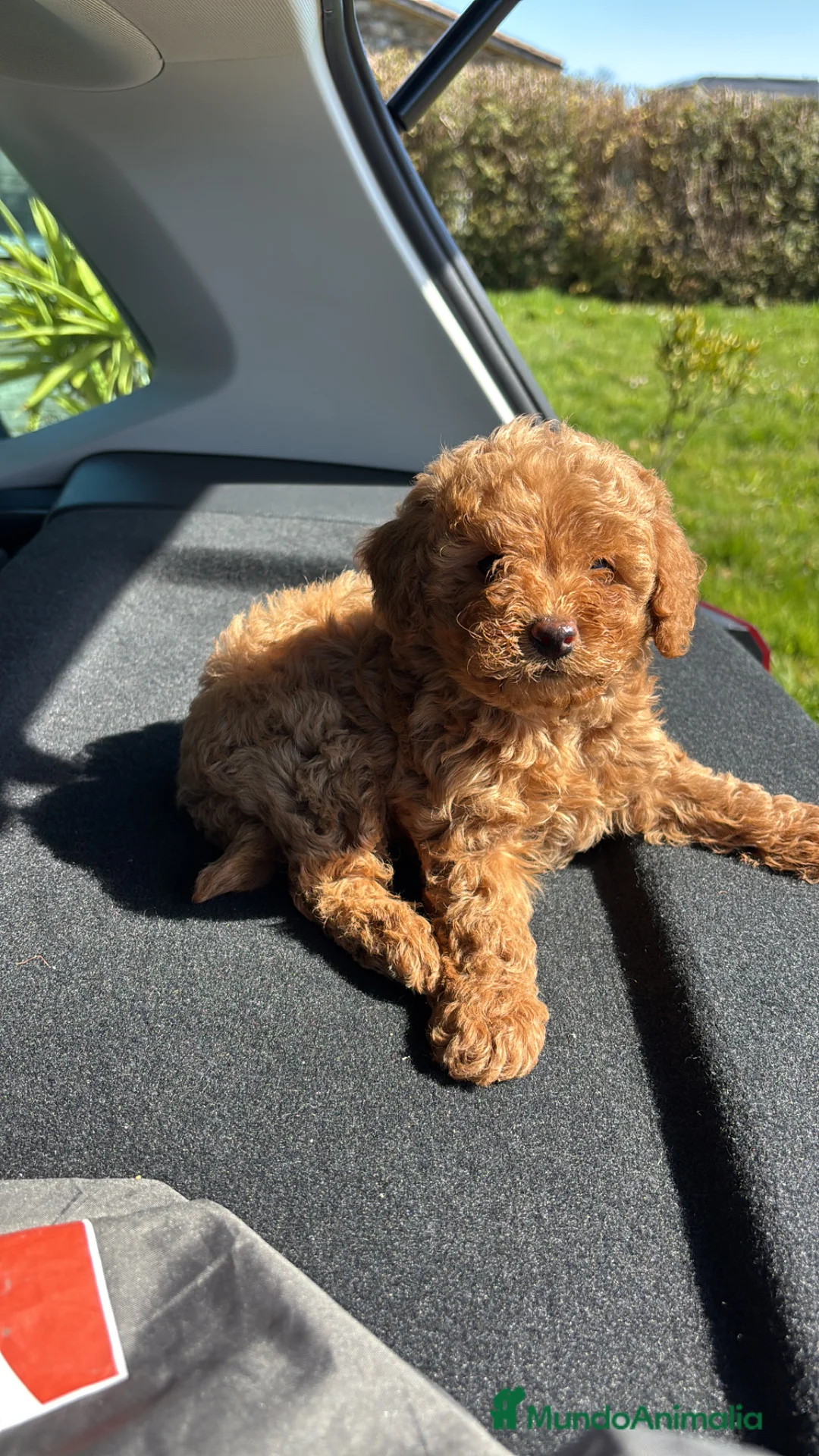 Caniche Toy perros en venta: caniche toy asiáticos  - Anuncio 1