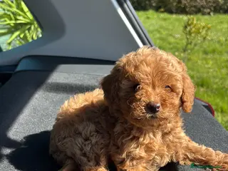 Caniche Toy perros caniche toy asiáticos - Anuncio 1