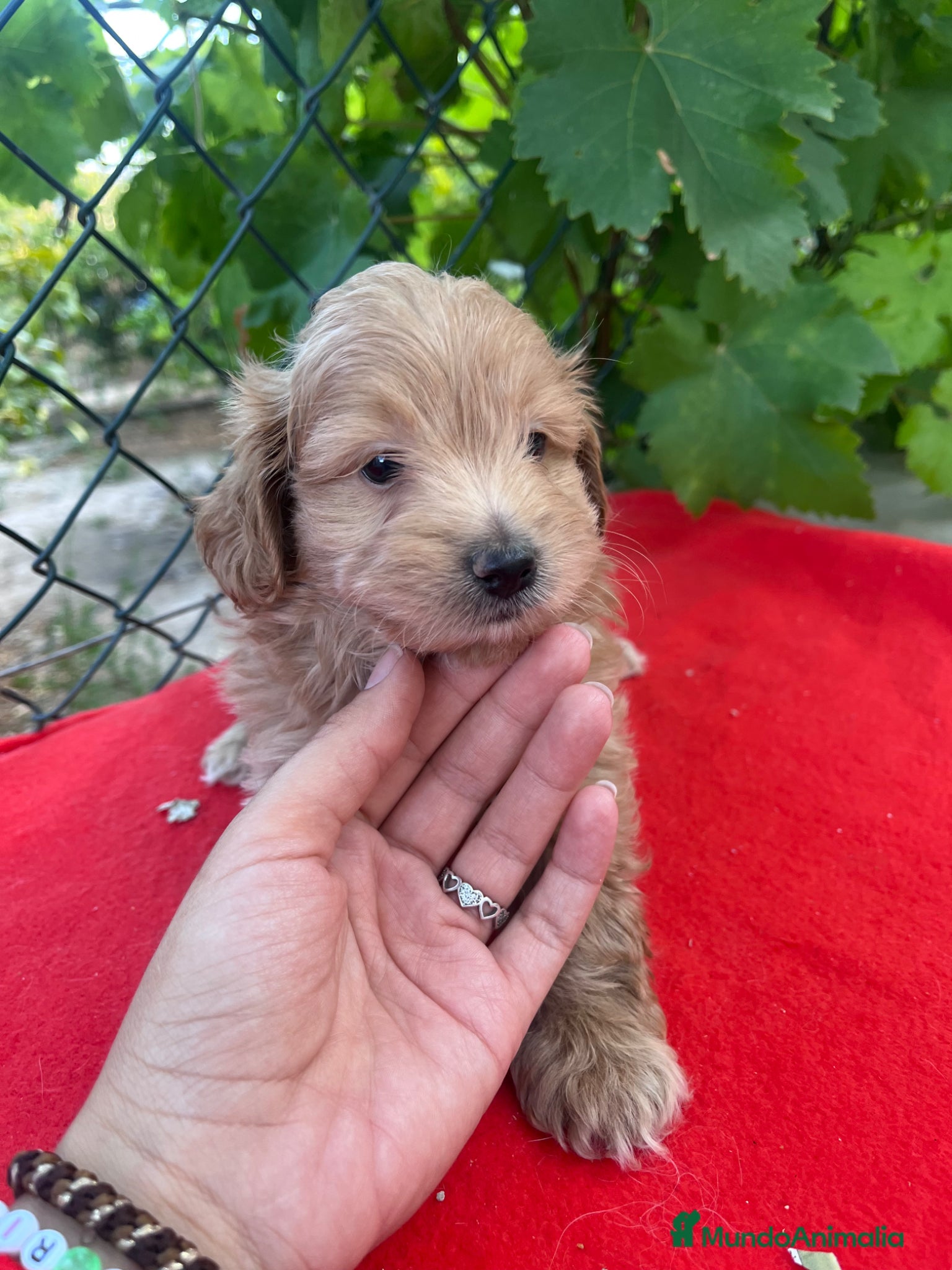 Maltipoo perros PRECIOSO MACHO  - Anuncio 2