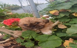 Shih Tzu perros en venta: Hembra y macho  - Imagen 4