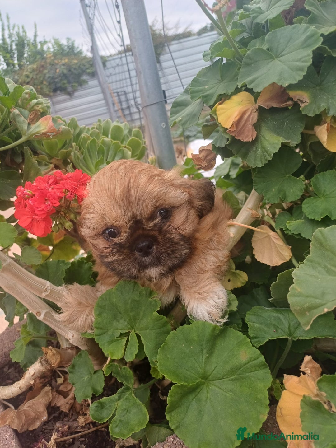 Shih Tzu perros en venta: Hembra y macho  - Imagen 4