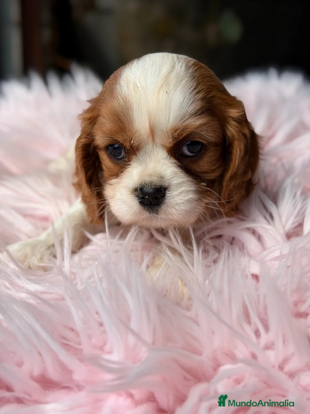 Cavalier King Charles Spaniel perros en venta: Cavalier hembra Blenheim - Anuncio 2