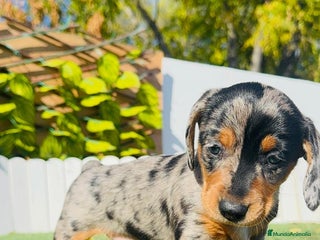 Teckel Miniatura perros TECKEL MINIATURA HEMBRA - Anuncio 1