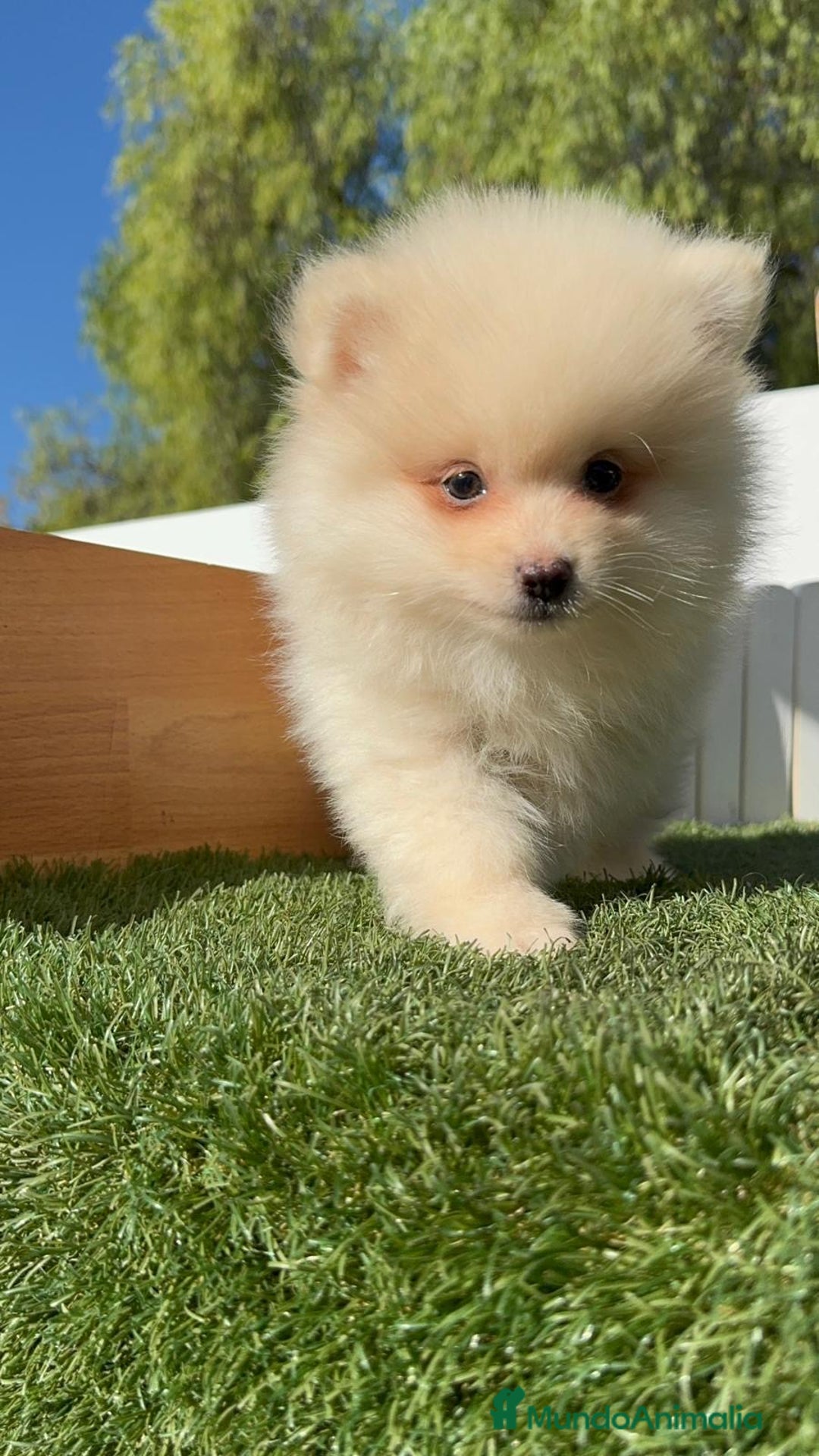 Pomerania perros en venta: POMERANIA - Imagen 8