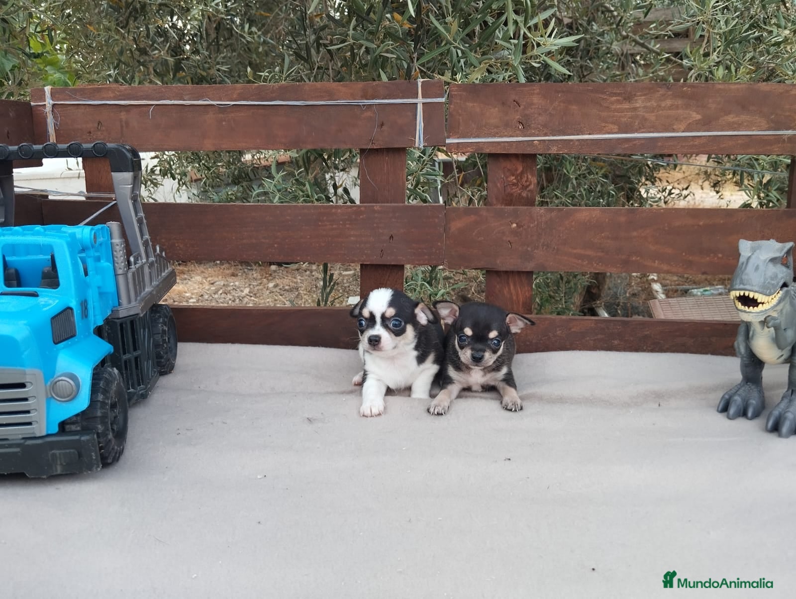 Chihuahua perros CHIHUAHUAS TOYS CABEZA DE MANZANA🍏 - Anuncio 1