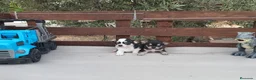 Chihuahua perros en venta: Gran Camada diminuta de CHIHUAHUAS TOYS CABEZA 🍏 - Anuncio 5