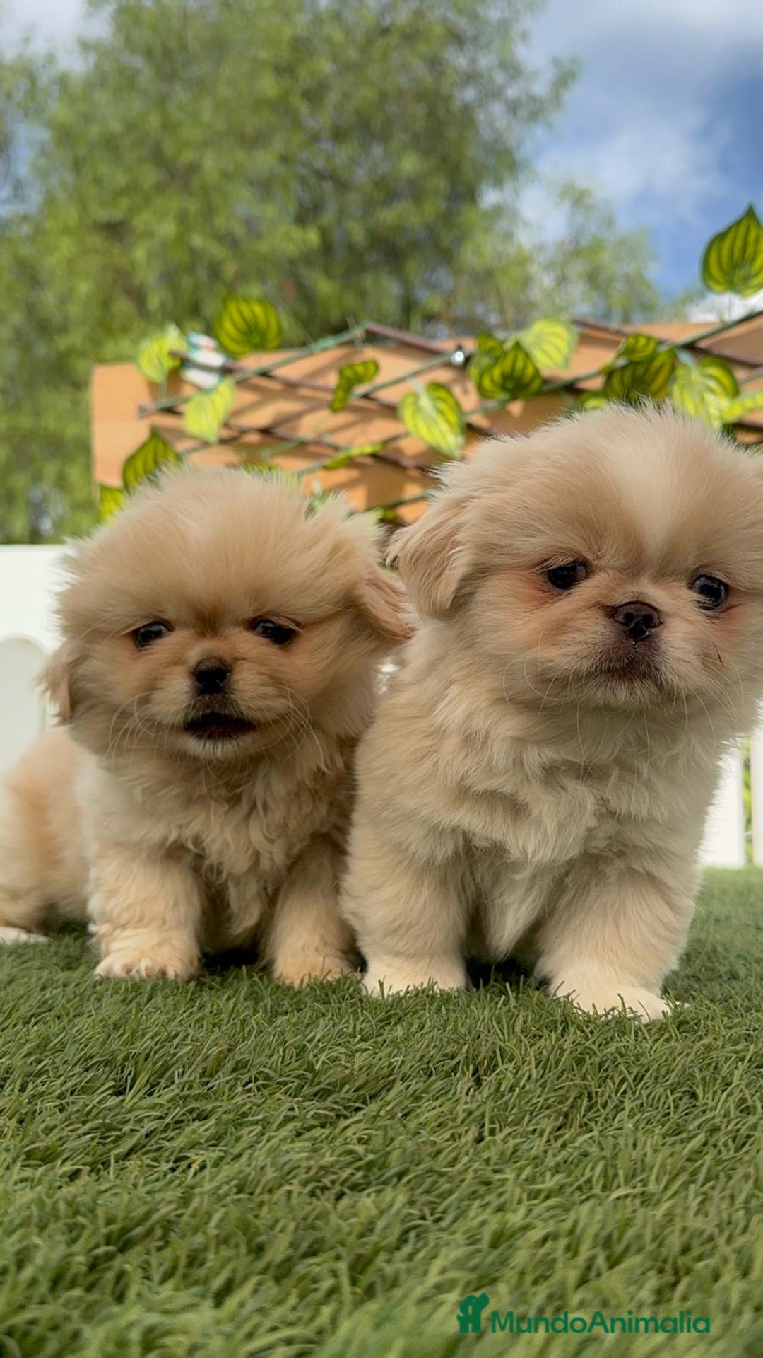 Pekinés perros en venta: PEKINES IMPERIAL HEMBRA - Imagen 4