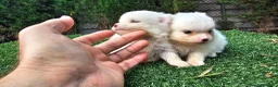 Pomerania perros en venta: Cachorritos Pomerania mini toy - Anuncio 6