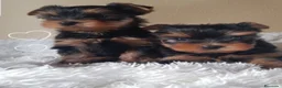 Yorkshire Terrier perros en venta: Yorkshire  - Anuncio 1