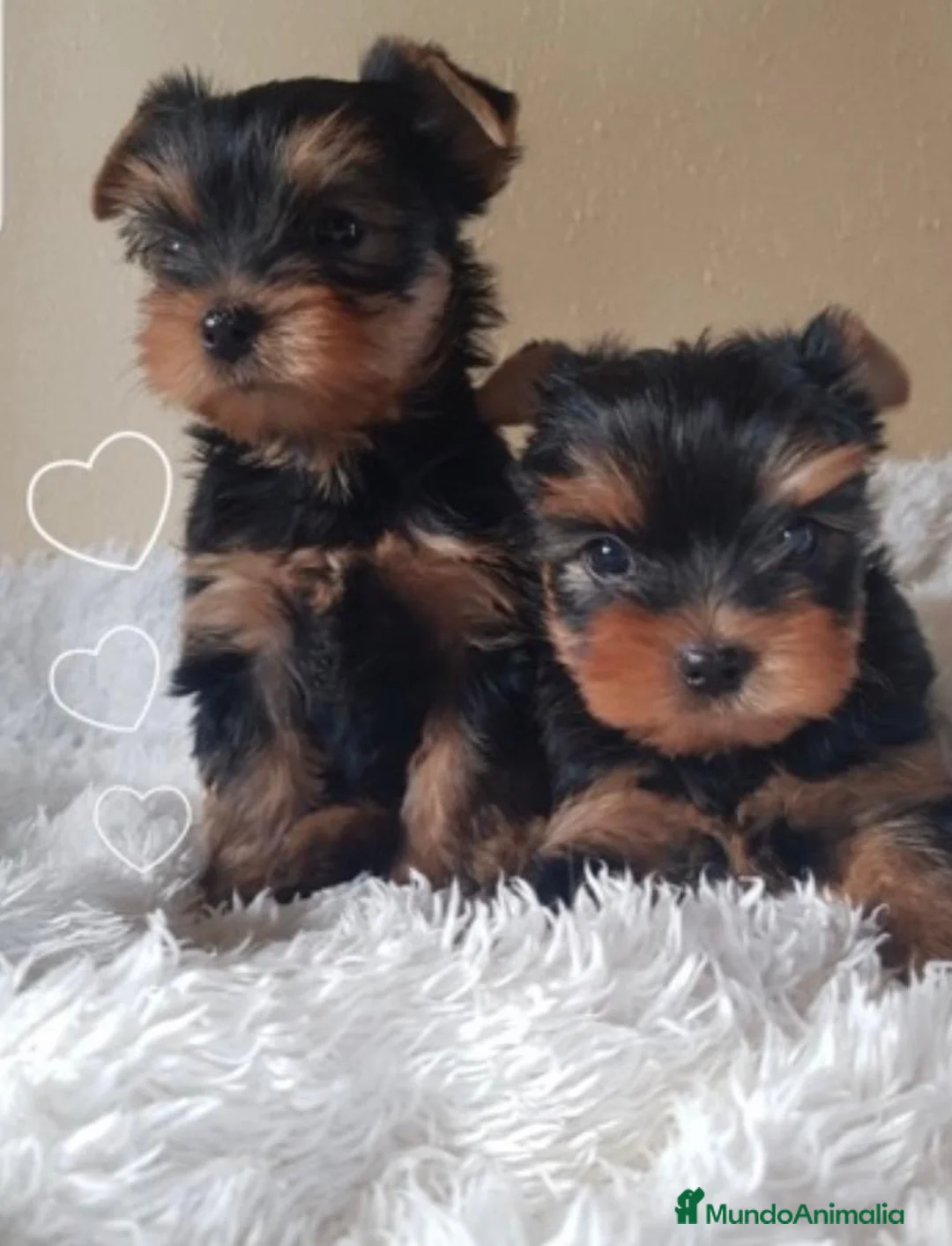 Yorkshire Terrier perros en venta: Yorkshire  - Anuncio 1