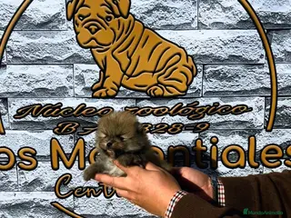 Pomerania perros Cachorros pomerania - Anuncio 1