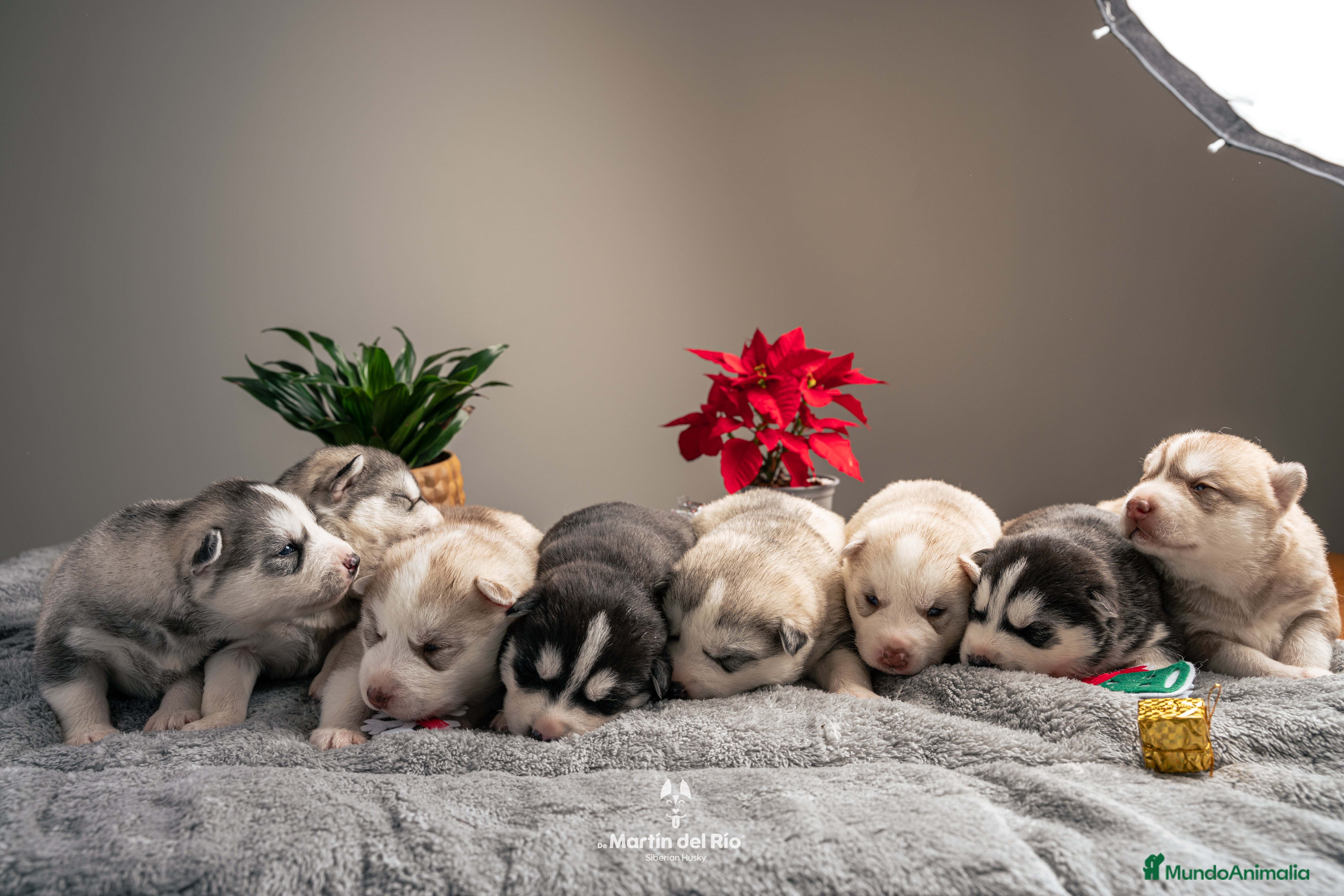 Husky Siberiano perros Husky Siberiano - cachorros  - Anuncio 28