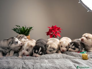 Husky Siberiano perros Husky Siberiano - cachorros - Anuncio 28