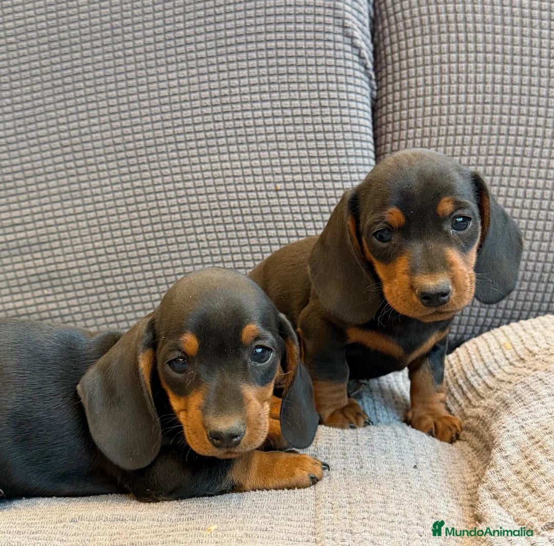 Teckel Miniatura perros en venta: Teckel pelo corto miniatura CALIDAD EXCEPCIONAL - Anuncio 10