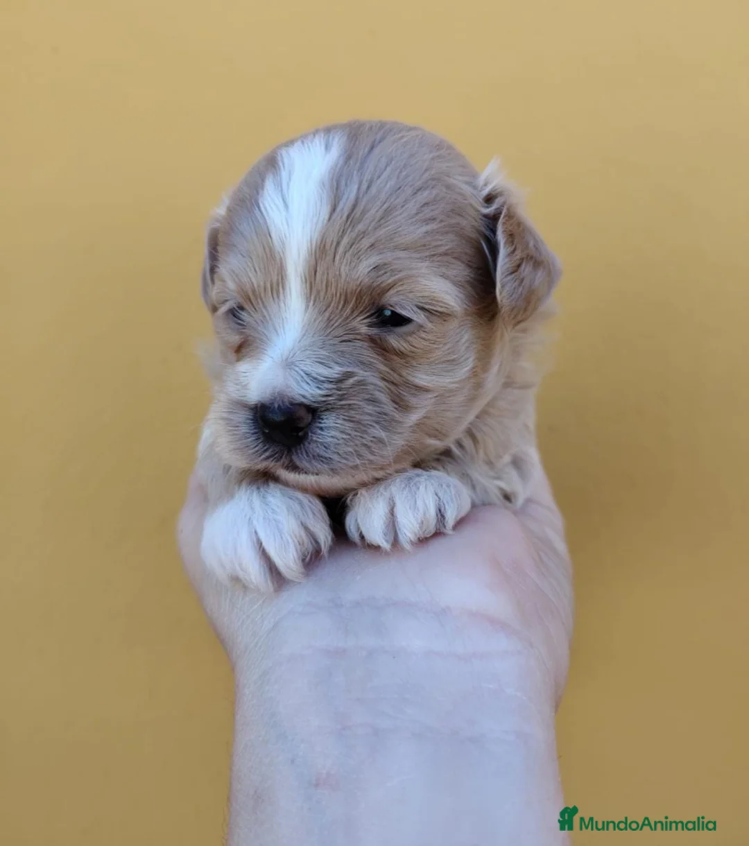 Maltipoo perros en venta: Maltipoo macho  - Anuncio 6