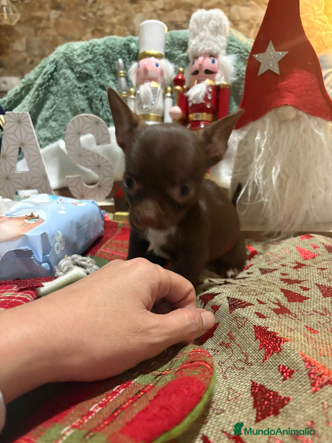 Chihuahua perros en venta: Chihuahua mini toy chocolate  - Anuncio 1