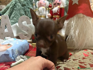 Chihuahua perros Chihuahua mini toy chocolate - Anuncio 2