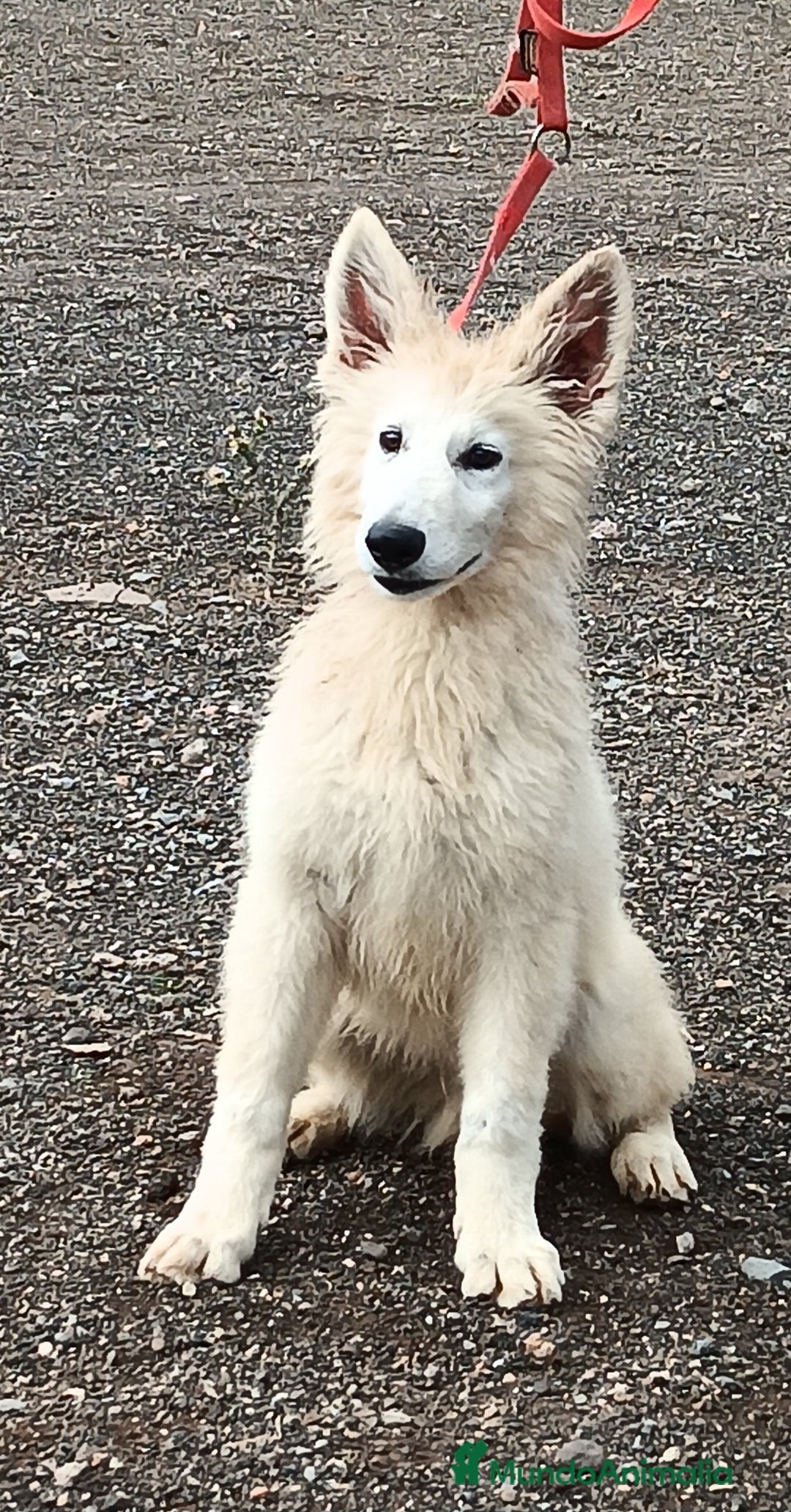 Pastor Blanco Suizo perros en venta: Pastor Blanco Suizo macho - Anuncio 3