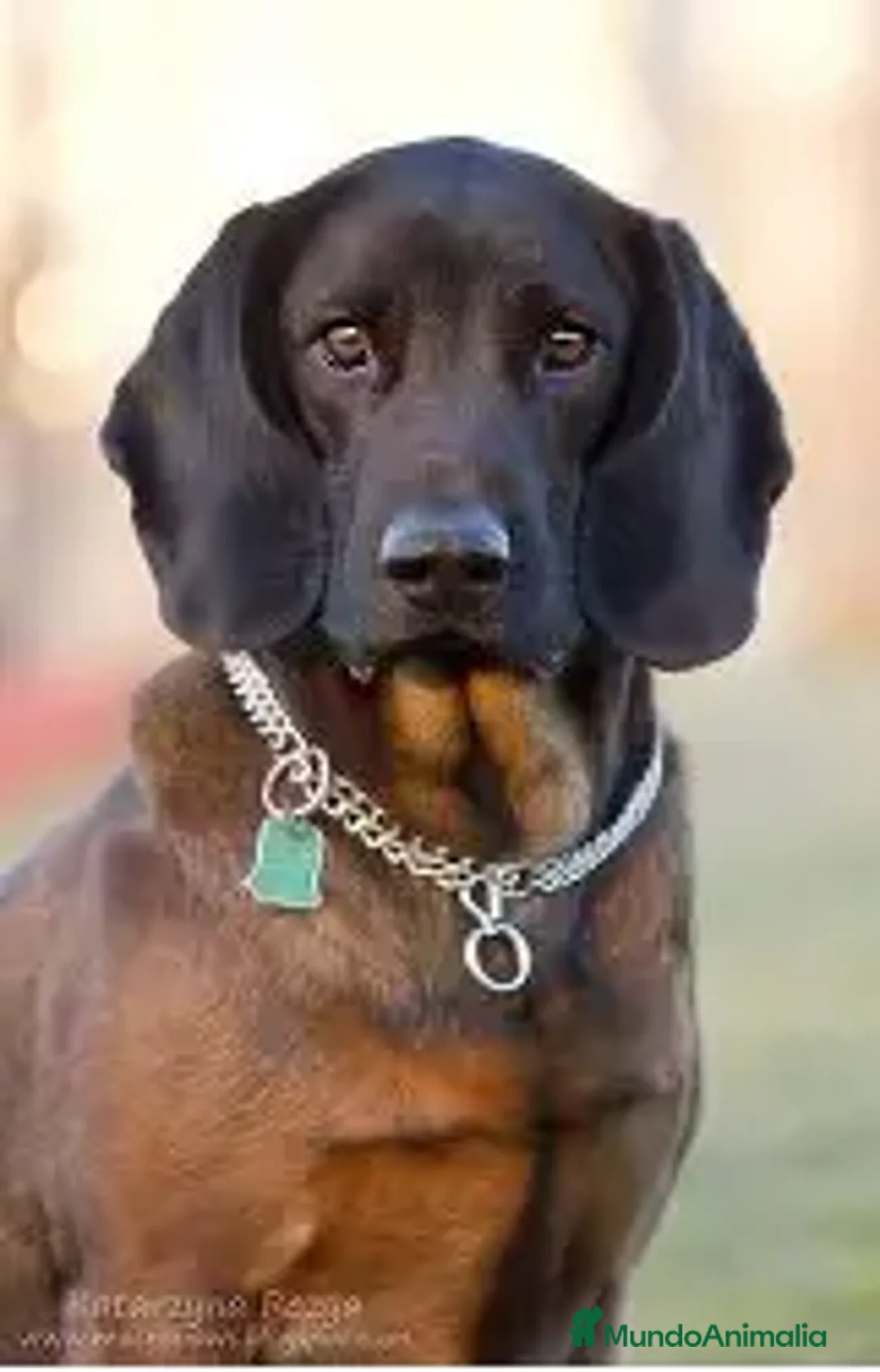 Sabueso de Sangre de Baviera perros en venta: SABUESO DE SANGRE BAVIERA - 3 MESES  - Anuncio 2