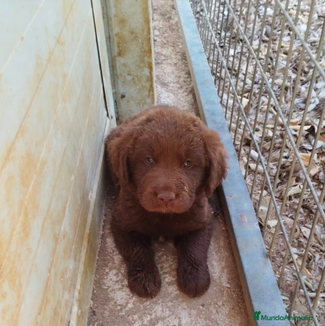 Labrador Retriever perros Labrador retriever  - Anuncio 1