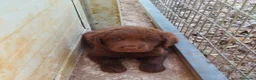 Labrador Retriever perros en venta: Labrador retriever  - Anuncio 1