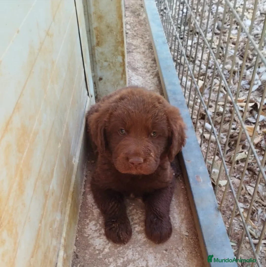 Labrador Retriever perros en venta: Labrador retriever  - Anuncio 1