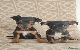 Pinscher Miniatura perros en venta: Mini pinche merle  - Imagen 3