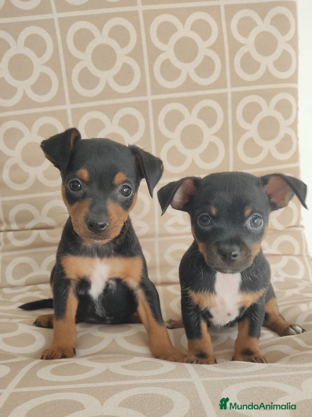 Pinscher Miniatura perros en venta: Mini pinche merle  - Imagen 3