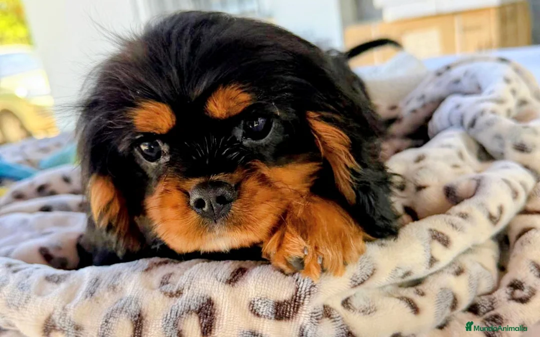 Cavalier King Charles Spaniel perros en venta: Cavalier macho negro fuego - Anuncio 1