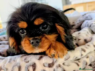 Cavalier King Charles Spaniel perros Cavalier macho negro fuego - Anuncio 1