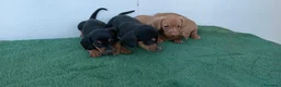 Teckel perros en venta: Teckel - Anuncio 6