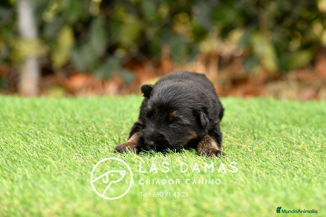 Pastor Alemán perros en venta: Pastor alemán disponibles - Imagen 2