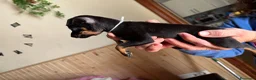 Ratón de Praga perros en venta: Auténtico Ratón de Praga miniaturas - Anuncio 5