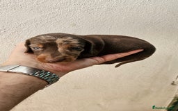 Teckel perros en venta: Teckel  canichen  - Imagen 3
